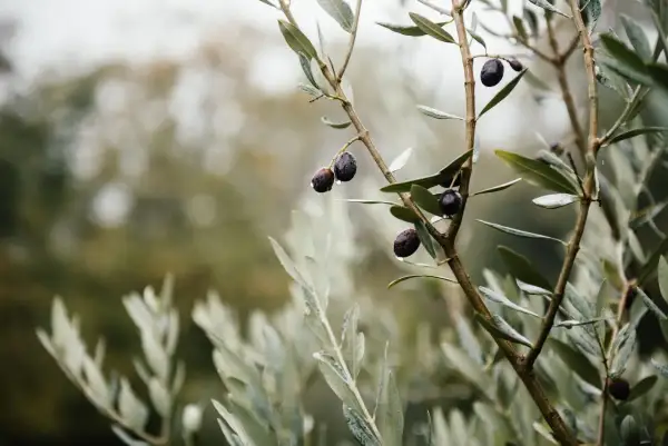 Olive nere gocciolanti su un ramo, promessa del miglior olio del Gargano.